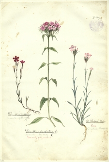 195. Dianthus deltoides L. (Goździk upstrzony), Dianthus barbatus (Goździk brodaty), D. Borbasi Vandas. (Goździk Borbasa)