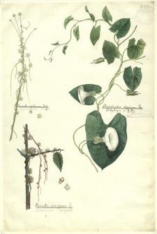 155. Cuscuta epilinum Weihe (Kanianka lnowa), Convolvulus Sepium L.=Calystegia s. R. Br. (Kielicznik zaroślowy), Cuscuta europaea L. (Kanianka pospolita)