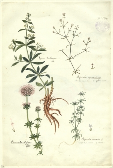 189. Rubia tinctorum L., Asperula cynanchica L. (Marzanka pagórkowa), Crucinella stylosa Trin., Asperula arvensis L. (Marzanka polna)