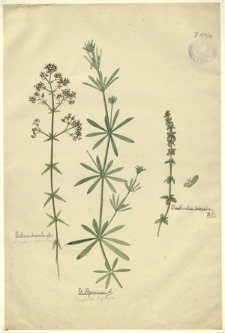 190. Galium boreale L. (Przytulja półroczna), G. Asparine L. (Przytulja lepczyca), Vaillantia hispida D.C.