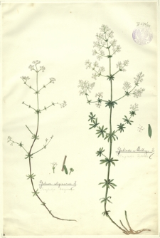 192. Galium uliginosum L. (Przytulja bagienna), Galium Mollugo L. (Przytulja łąkowa)
