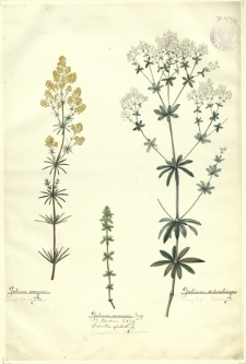 191. Galium verum L. (Przytulja żółta), Galium vernum Scop., G. Bauhini R. & Sch., Valantia glabra L. (Przytulja wiosenna), Galium silvaticum L. (Przytulja leśna)