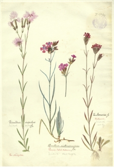 193. Dianthus superbus L. (Goździk pyszny), Dianthus carthusianorum L.(Goździk Kartuzek), D. Armeria L. (Goździk kosmaty)