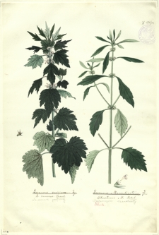 54. Leonurus cardiaca L., L. canescens Dumort. (Serdecznik pospolity), Leonurus Marrubiastrum L., Chaiturus M. Rchnb. (Szczeciogon szantowaty)