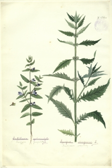 55. Scutellaria galericulata L. (Tarczyca pospolita), Lycopus europaeus L. (Karbieniec pospolity)