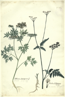 166. Aethusa cynapium L. (Blekot pospolity), Torilis Anthriseus Gartn. (Kłobuczka pospolita)