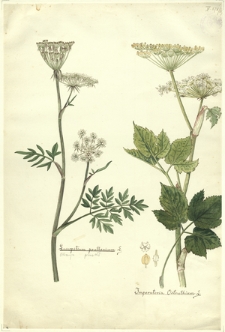 161. Laserpitium pruthenicum L. (Okrzyn pruski), Imperatoria Ostruthium L.