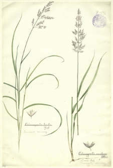 8. Calamagrostis tenella Host. (Trzcinnik zmienny), Calamagrostis montana DeCand., C. varia Host. (Trzcinnik zmienny)