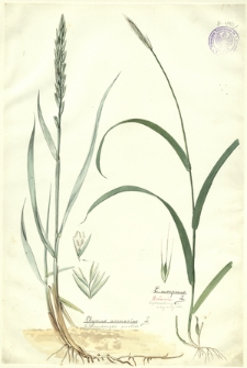 17. Elymus arenarius L. (Wydmuchrzyca piaskowa), E. europaeus L. (Wydmuchrzyca zwyczajna)