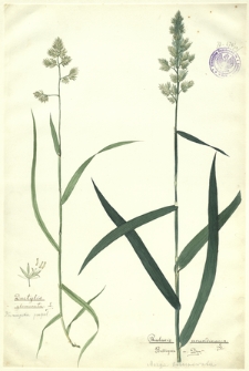 10. Dactylis glomerata L. (Rżniączka pospol.), Phalaris arundinacea L., Baldingera a. Dum. (Mozga trzcinowata)