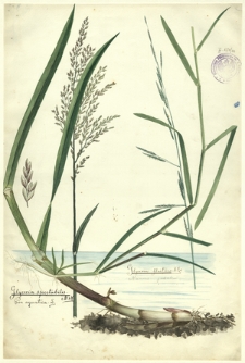 90. Glyceria spectabilis M. & K., Poa aquatica L., Glyceria fluitans R. Br. (Manna jadalna)