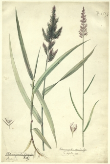 1. Calamagrostis Epigejos Roth., Arundo E. L. (Trzcinnik piaskowy), Calamagrostis stricta Spr., C. neglecta Fries. (Trzcinnik prosty)