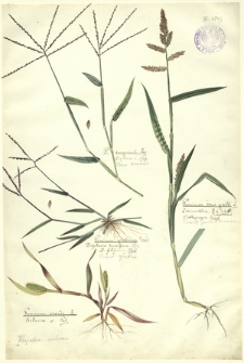6. P. sanguinale L., Digitaria s. Scop. (Proso krwawe), Panicum crus-galli L., Echino chloa R. & Schult., Orthopogon Srngl. (Proso jednostronne), Panicum glabrum Gaud., Digitaria humifusa Pers., D. filiformis Koel. (Proso gładkie), Panicum viride L., Setaria v. Pal. (Włośnica zielona)