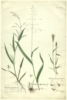 2. Leersia oryzoides Sw., Oryza clandestina A. Br. (Ryż skrytokwiatowy, Zamokrzyca ryżowa), Milium effusum L. (Prosownica rozpierzchła), Anthoxanthum odoratum L. (Tomka wodna), A. odor. genuinum, [Anthoxanthum] var. buelli. Lec. Lam.