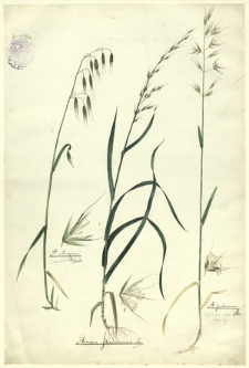 32. A. strigosa Schrad. (Owsik), Avena flavescens L., A. pubescens L. (Owies omszony)