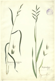 21. Brachypodium silvaticum P. B. (Kłosownica leśna), B. pinnatum P. B. (Kłosownica pierzasta)