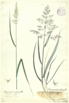 7. Calamagrostis silvatica D.C., C. arundinacea Roth. (Trzcinnik leśny), Calamagrostis littorea DC., C. pseudophragmites Baumg. (Trzcinnik szuwarowy)