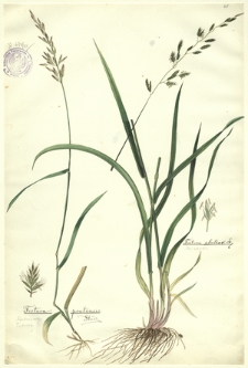 25. Festuca pratensis Huds. (Kostrzewa łąkowa), Festuca elatior L. (Kostrzewa)