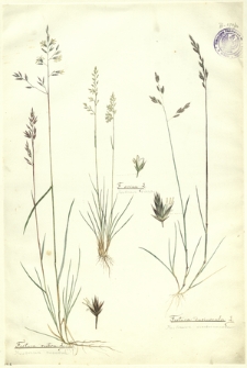 26. Festuca rubra L. (Kostrzewa czerwona), F. ovina L. (Kostrzewa owcza), Festuca duriuscula L. (Kostrzewa szczeciniasta)