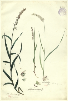 15. M. altissima L. (Perłówka wyniosła), Melica nutans L. (Perłówka zwisła), M. ciliata L. (Perłówka rzęskowa)