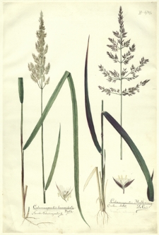 3. Calamagrostis lanceolata Roth., Arundo Calamagrostis L. (Trzcinnik lancetowaty), Calamagrostis Halleriana De Cand., C. villosa Mutell. (Trzcinnik owłosiony)