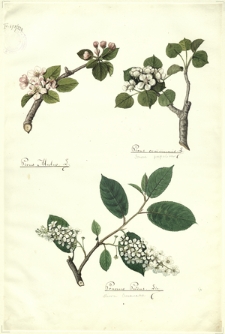 290. Pirus Malus L., Pirus communis L. (Grusza pospolita), Prunus Padus Lin. (Śliwa Czeremcha)