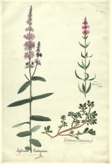 295. Lythrum Salicaria L. (Krwawnica pospolita), Portulaca oleracea L. (Portulaka pospolita)