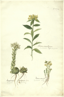 293. Sempervivum soboliferum Sims. (Rojnik pospolity), Sedum carpathicum Reuss. (Rozchodnik karpacki), Sedum acre L. (Rozchodnik ostry)