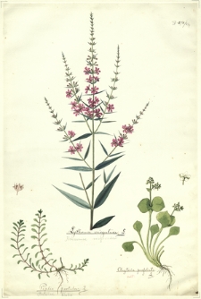 294. Lythrum virgatum L. (Krwawnica rózgowata), Peplis portula L. (Bebłek błotny), Claytonia perfoliata