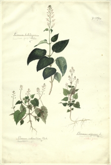 298. Circaea lutetiana Lin. (Czartawa pospolita), Circaea intermedia Ehrh. (Czartawa pośrednia), Circaea alpina L. (Czartawa drobna)
