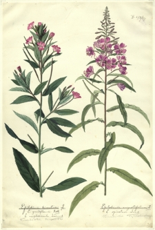 297. Epilobium hirsutum L., E. grandiflorum Roth., E. amplexicaule Lamarck. (Wierzbówka kosmata), Epilobium angustifolium L., E. spicatum Lamek. (Wierzbówka wąskolistna)