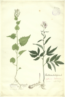 221. Alliaria officinalis Andrz., Erysimum Alliaria L. (Czosnaczek pospol.), Dentaria bulbifera L. (Żywiec cebulkowy)