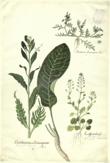 223. Senebiera Coronopus Poir., Cochlearia Armoracia L. (Warzucha chrzan), C. officinalis L. (Warzucha lekarska)