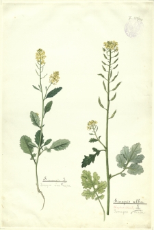 230. S. arvensis L. (Gorczyca świrzepa), Sinapis alba L. (Gorczyca biała)