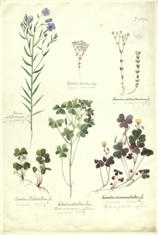 231. Linum usitatissimum L. (Len zwyczajny), Radiola linoides Sm. (Lenek stoziarn), Linum catharticum L. (Len przeczyszczający), Oxalis Acetosella L. (Szczawik zajęczy), Oxalis stricta L. (Szczawik żółty), Oxalis corniculata L. (Szczawik różkowaty)