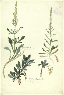 235. Reseda lutea L. (Rozeda żółta), R. luteola L. (Rozeda żółtawa), Berberis vulgaris L. (Berberys zwyczajny)