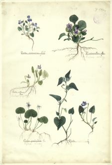 232. Viola arenaria D.C., V. odorata L. (Fiołek wonny), Viola collina Bess. (Fiołek pagórkowy), Viola palustris L. (Fiołek błotny), Viola mirabilis L.