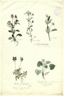 233. Viola tricolor L. (Fiołek trójbarwny), Viola calcarata L., V. auctumnalis (Fiołek pagórkowy)