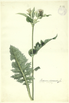 119. Cirsium oleraceum L. (Ostrożeń warzywny)
