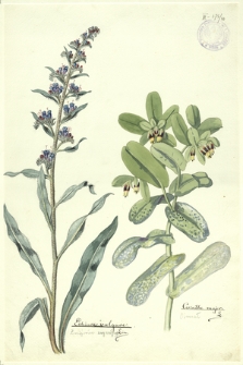80. Echium vulgare Lin. (Żmijowiec zwyczajny), Cerinthe major L. (Ośmiał)