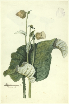 123. Alfredia cernua Cass., Cnicus c. L.