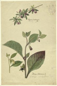 74. Lycium barbarum L. (Kolcowój), Atropa Belladona L. (Pokrzyk wilczajagoda)