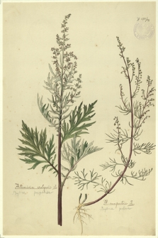 143. Artemisia vulgaris L. (Bylica pospolita), A. campestris L. (Bylica polna)