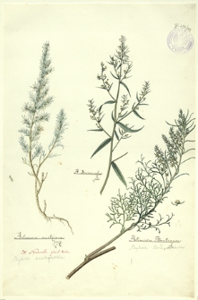 142. Artemisia austriaca Jacq. (Bylica austrjacka), A. Dracunculus L., Artemisia Abrotanum L. (Bylica boże drzewko)