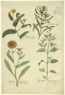 150. Calendula arvensis L. (Nagietek polny), Madia sativa Mol., Calendula officinalis L. (Nagietek lekarski), Galinsoga parviflora Cav. (Żółtlica drobnokwiatowa)