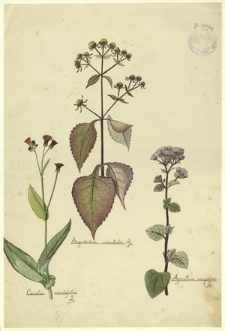 146. Siegesbeckia orientalis L., Cacalia sonchifolia L., Ageratum conyzoides L.