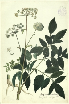 175. Angelica silvestris L. (Dzięgiel leśny)