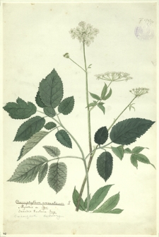 173. Chaerophyllum aromaticum L. (Świerząbek korzenny)