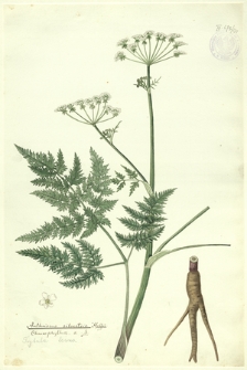 170. Anthriscus silvestris Hoffm., Chaerophyllum s. L. (Trybula leśna)