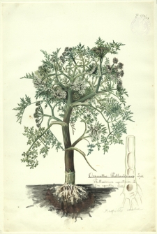 168. Oenanthe Phellandrium Lam., Phellandrium aquaticum L., Oen. aquatica Lam. (Kropidło wodne)